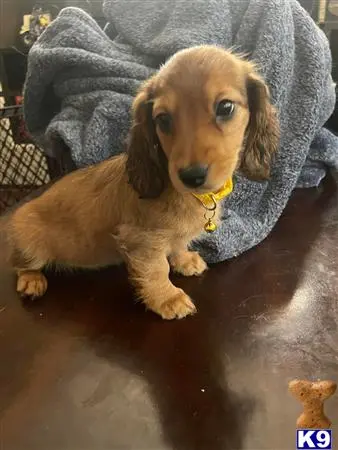 Dachshund puppy for sale