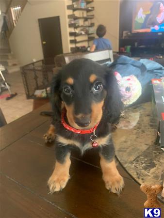 a dachshund dog sitting on the floor