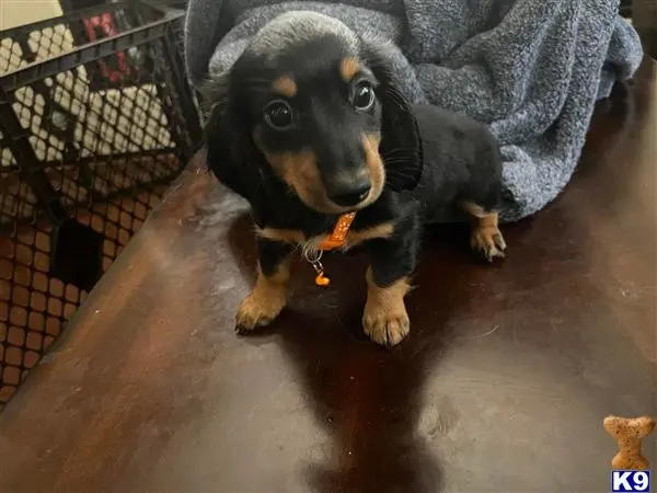 Dachshund