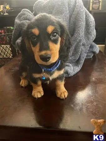 Dachshund