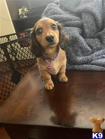 Dachshund