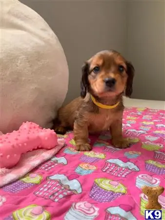 Dachshund puppy for sale