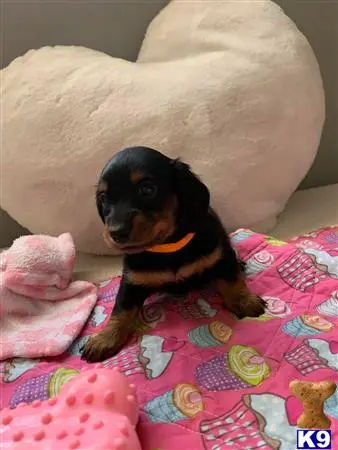 Dachshund puppy for sale