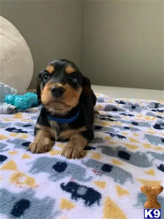 Dachshund puppy for sale