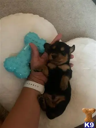 Dachshund puppy for sale