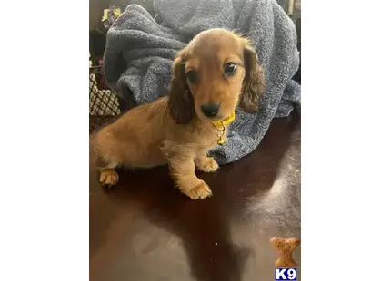 Dachshund