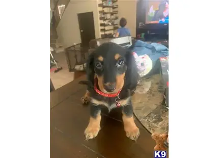 Dachshund