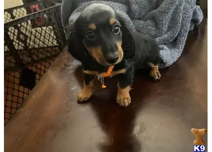 Dachshund