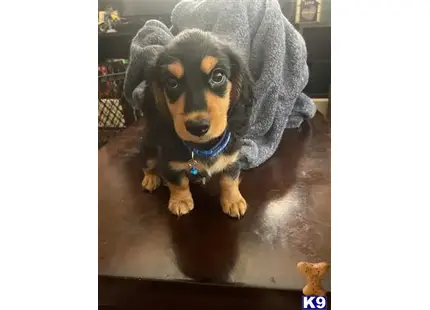 Dachshund