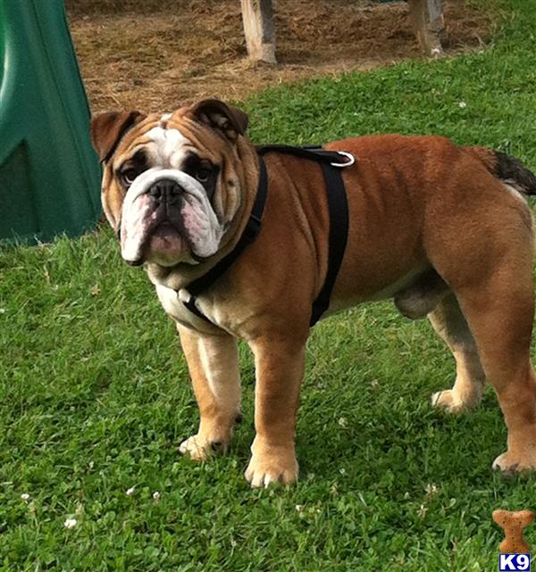 English Bulldog Stud Dog Chesty 11 Years old