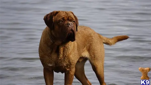 Dogue De Bordeaux