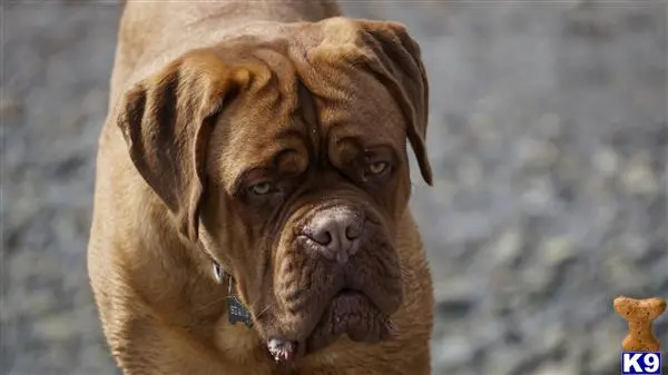 Dogue De Bordeaux stud dog