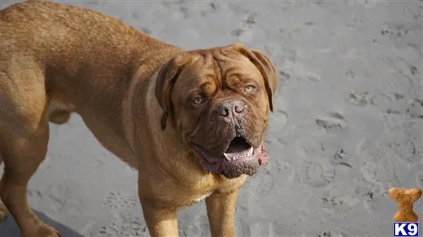 Dogue De Bordeaux stud dog