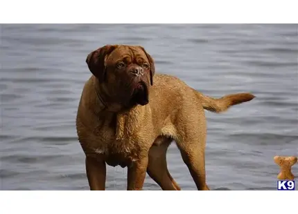 Dogue De Bordeaux