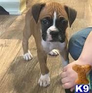 boxer puppy posted by manjiwaas
