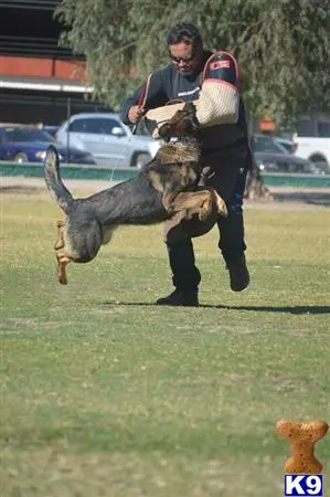 German Shepherd stud dog