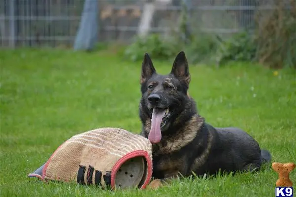 German Shepherd stud dog