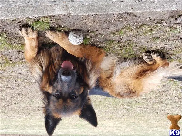 German Shepherd stud dog: a cat lying on its back with a toy in its mouth