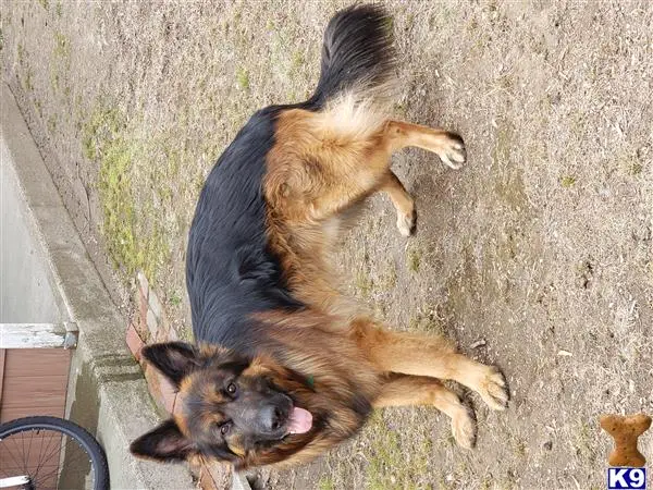 German Shepherd stud dog: a german shepherd dog and a cat lying on the ground