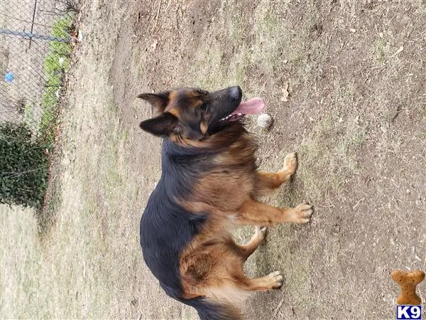 German Shepherd stud dog: a german shepherd dog lying on the ground