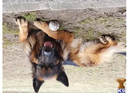 German Shepherd stud dog: a cat lying on its back with a toy in its mouth