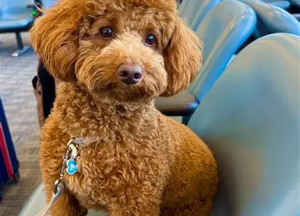 a poodle dog sitting in a car