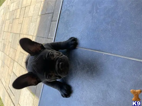 French Bulldog puppy for sale