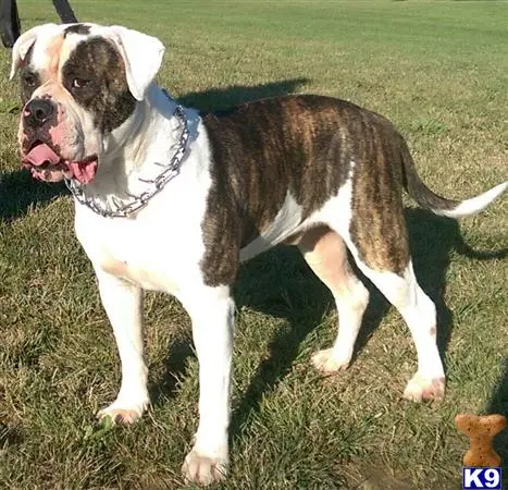 American Bulldog stud dog