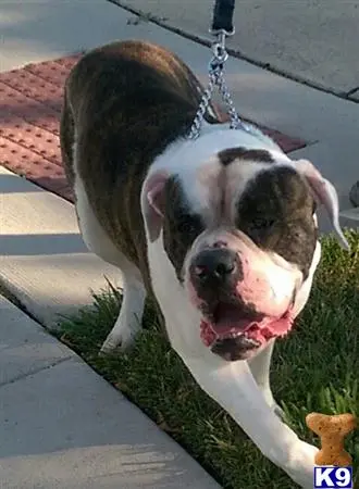 American Bulldog stud dog