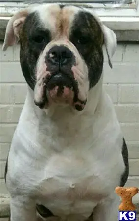 American Bulldog stud dog