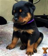 rottweiler puppy posted by manserty