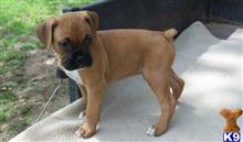 boxer puppy posted by mansferas