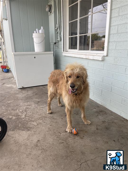 a goldendoodles dog standing outside a house