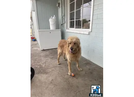 a goldendoodles dog standing outside a house