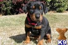 doberman pinscher puppy posted by mansterter