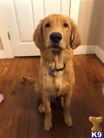 Golden Retriever stud dog