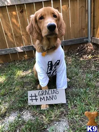 Golden Retriever stud dog