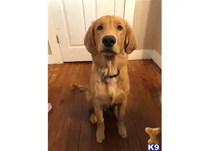 Golden Retriever