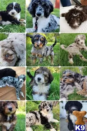 Aussiedoodle puppy for sale