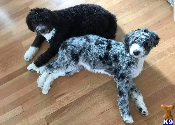 Aussiedoodle puppy for sale