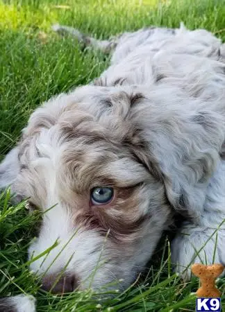 Aussiedoodle puppy for sale