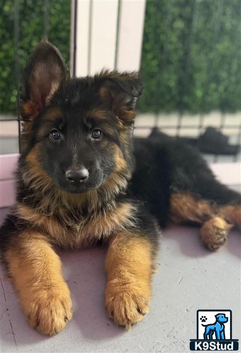 a german shepherd dog lying on a blanket