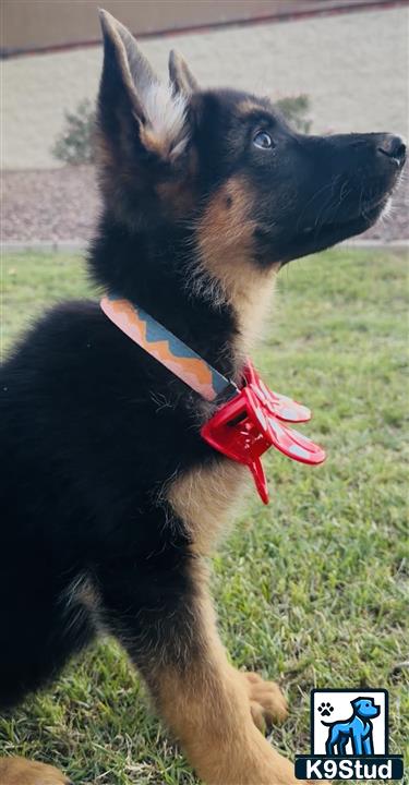 a german shepherd dog with a red bow tie