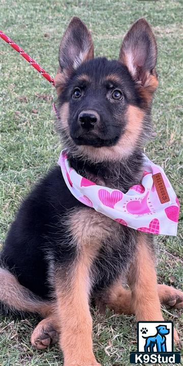a german shepherd dog on a leash