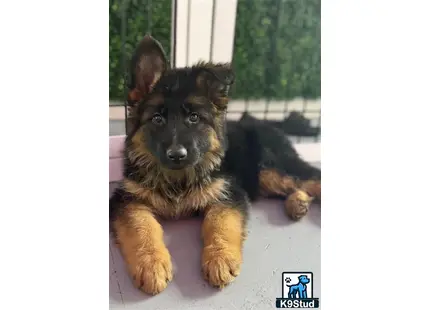 a german shepherd dog lying on a blanket