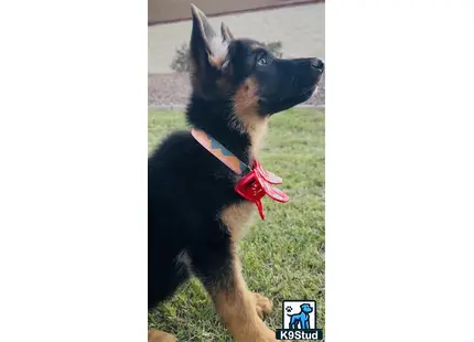 a german shepherd dog with a red bow tie