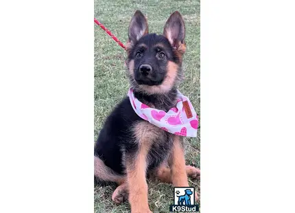 a german shepherd dog on a leash