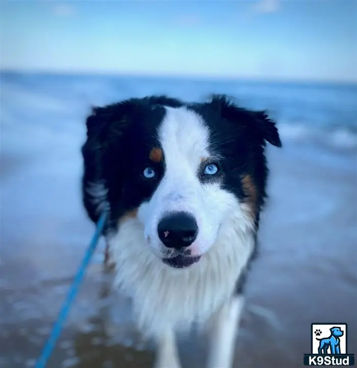 Australian Shepherd stud dog