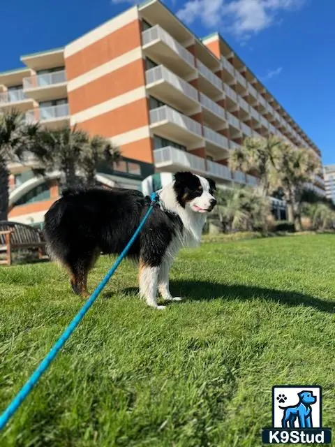 Australian Shepherd stud dog