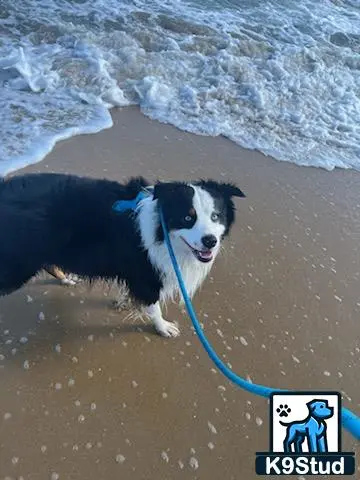 Australian Shepherd stud dog